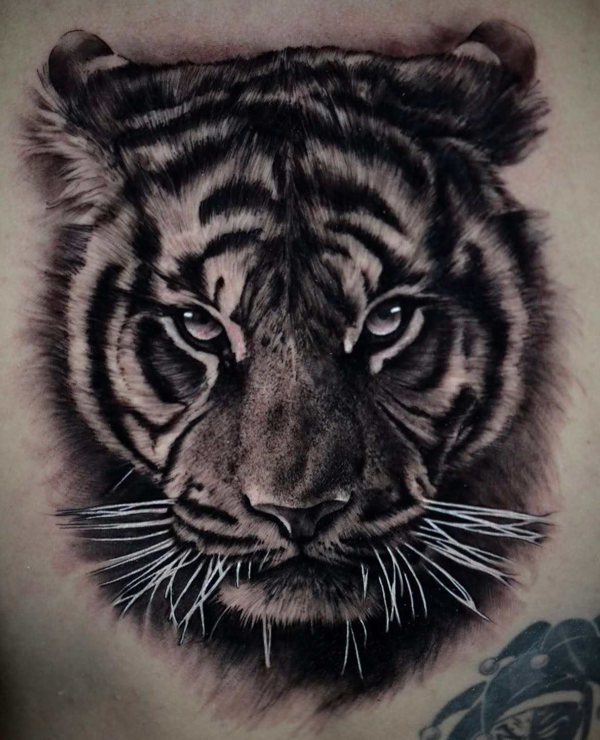 Cabeza de tigre en estilo realista, sombreado y black and grey, tatuado en el brazo, transmitiendo fortaleza.