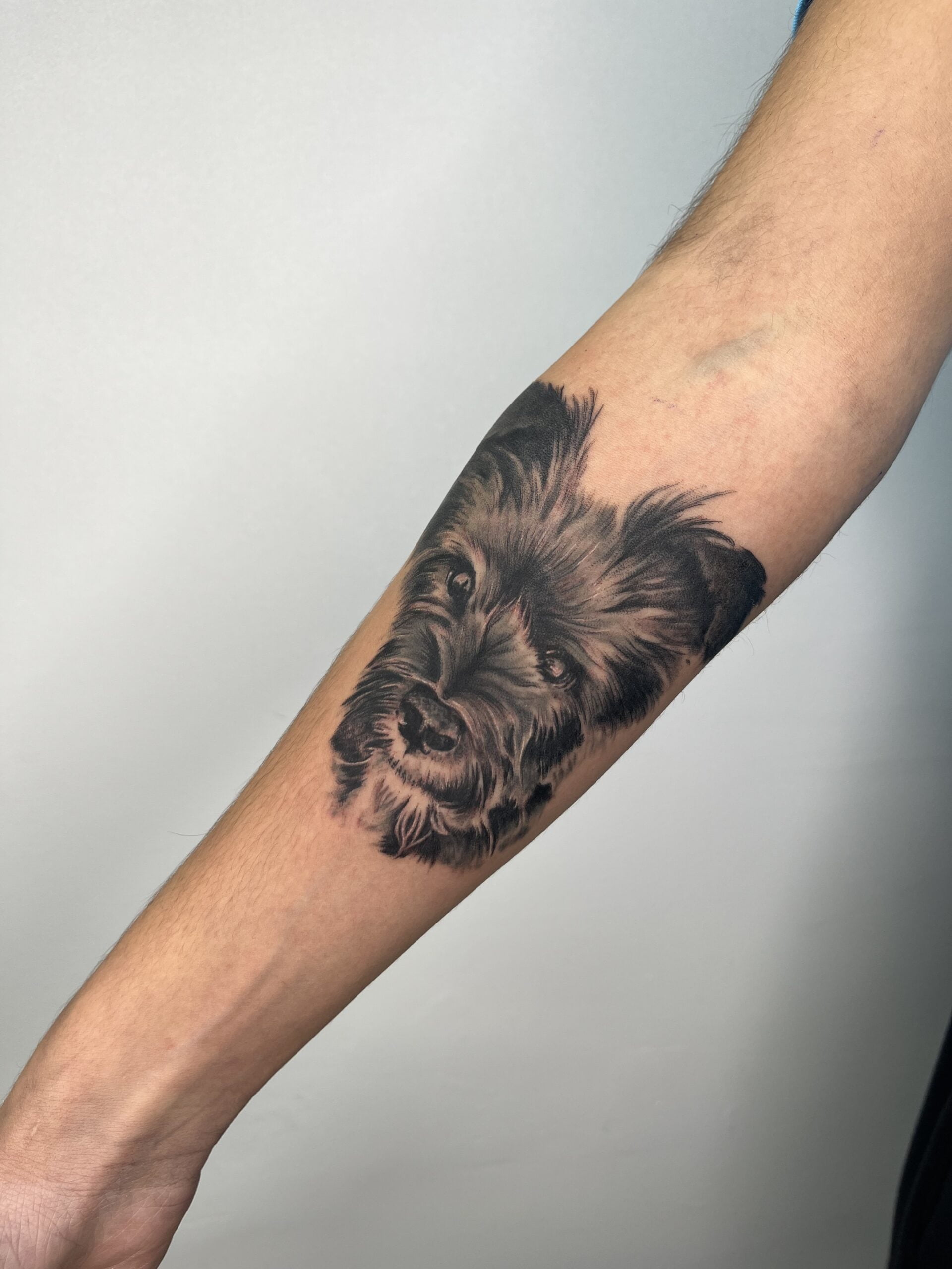 Retrato de un perro en estilo realista con sombreado black and grey en el antebrazo, transmitiendo lealtad y afecto.